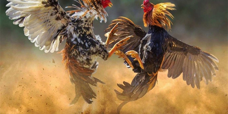 Đa dạng lựa chọn phù hợp mọi người chơi